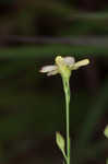 Stiff yellow flax